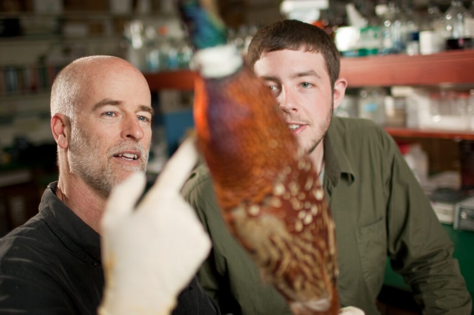 Biology major Wesley Johnson and Professor of Biology Dr. David Anderson examine bird skins in a laboratory in Winston Hall on April 21, 2009.